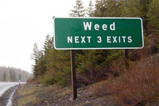 Which way to Weed?