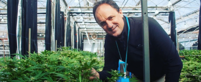 Cannabis, crime and the dumb drug war